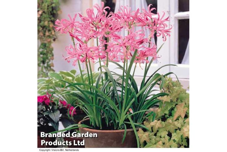 nerine-pin1708336974201