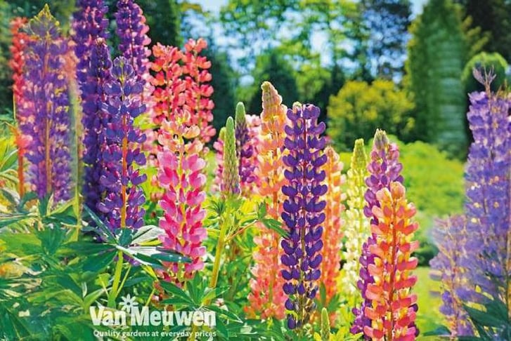 lupin-russ1708445832222