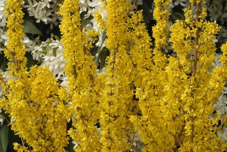 32384276-Forsythia-Mikador-8cm-Pot-2