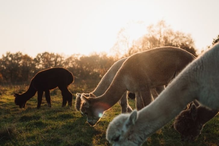 Alpaca Meet, Feed & Greet Session - For 1, 2 or 4 People 