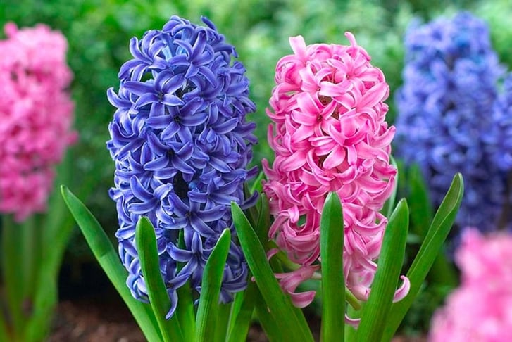 32870978-Hyacinth-Pink-&-Blue-Bubblegum-Plants-in-Bud-Pack-of-10-4