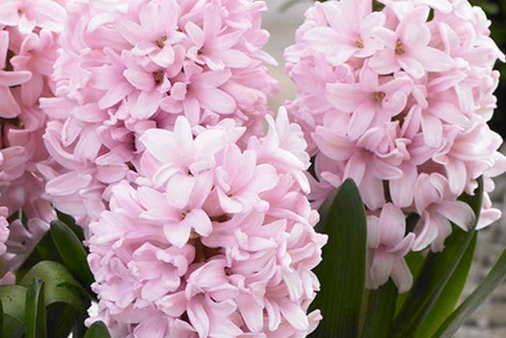 32870978-Hyacinth-Pink-&-Blue-Bubblegum-Plants-in-Bud-Pack-of-10-6