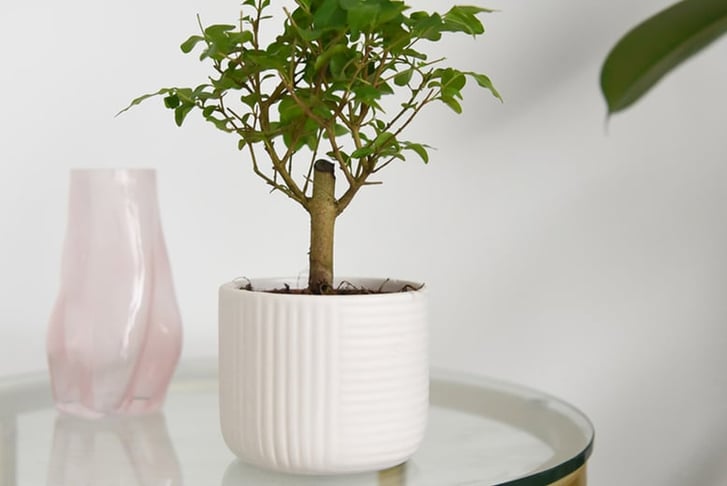 Bonsai-Mix-in-round-ceramic-5