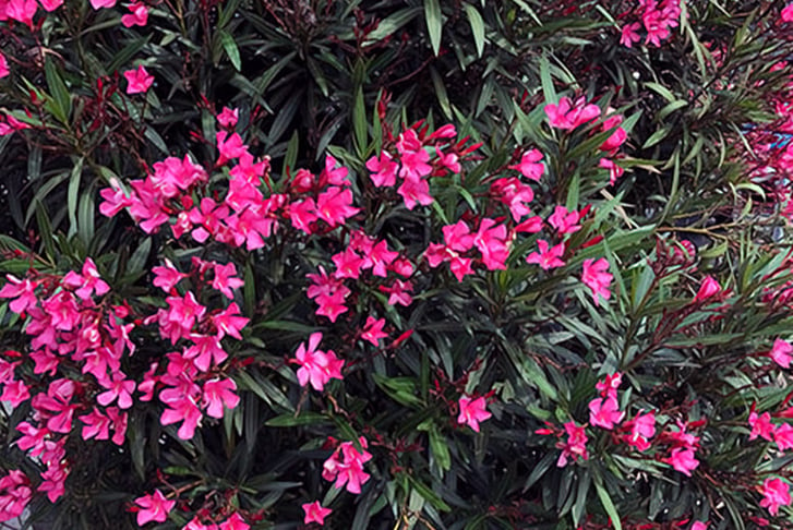 Oleander-Bush-Shades-of-Pink-x-2-1