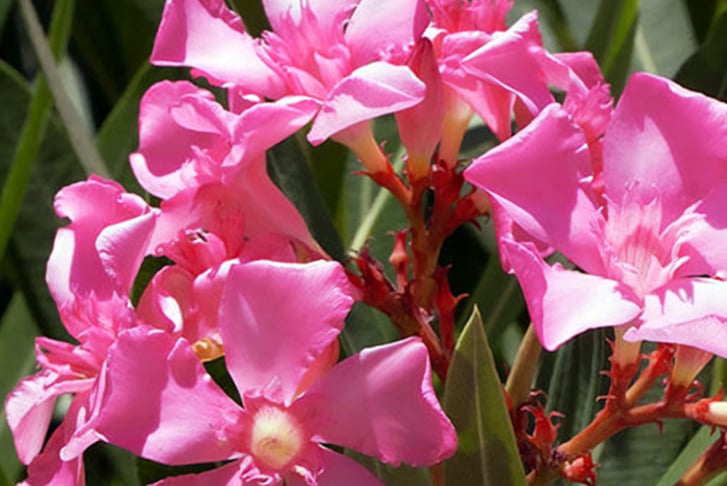 Oleander-Bush-Shades-of-Pink-x-2-2