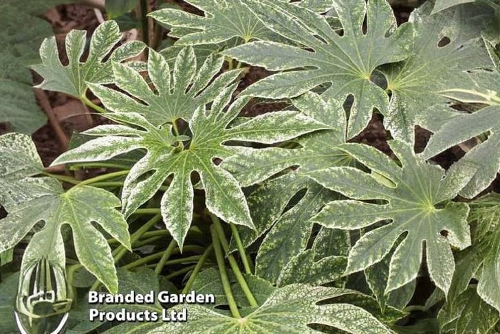 fatsia-spi1720093286063