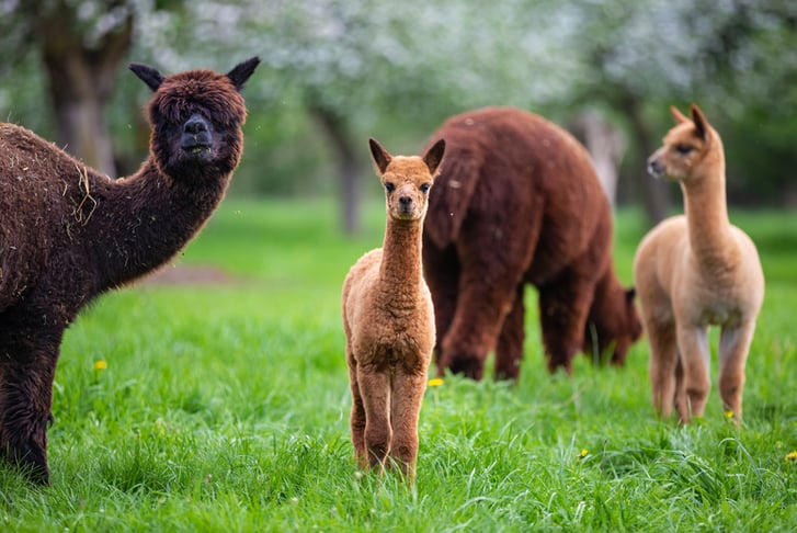 ultimate-alpaca-farm-experience