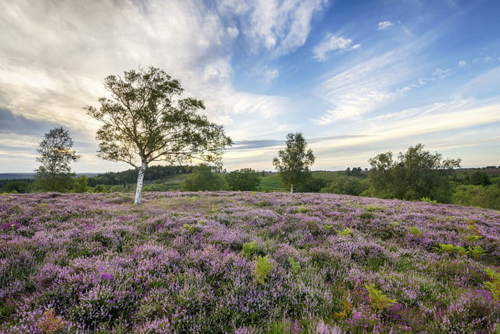 new forest scenery