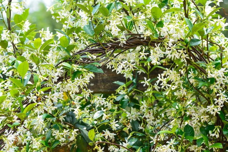 Trachelospermum Jasminoides