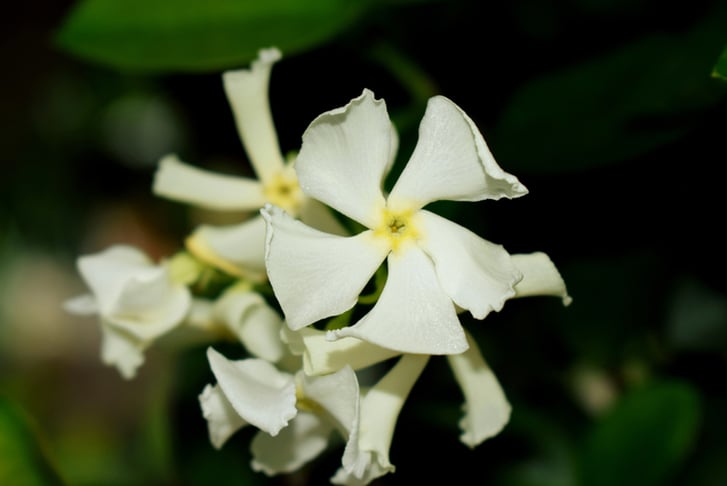 Trachelospermum jasminoides white 2