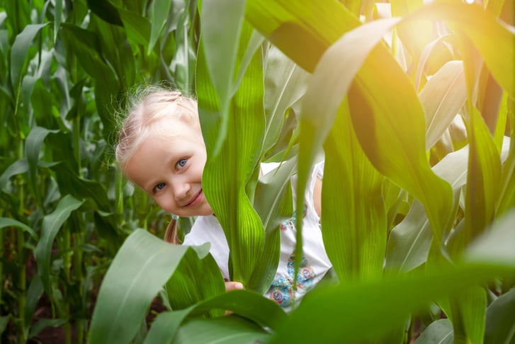 Waddingworth Maize Maze - Family Ticket Options - Red House Farm 