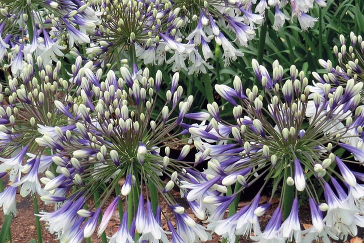 Agapanthus-Fireworks-9cm-Pot-2