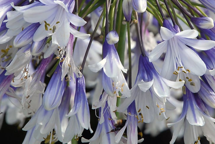 Agapanthus-Fireworks-9cm-Pot-5