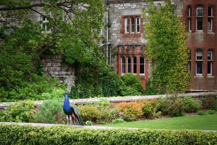 Peacock-Castle-1024x683