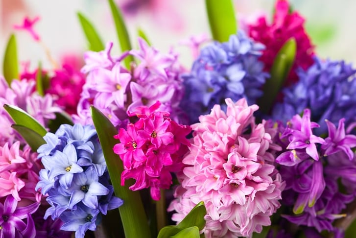 Hyacinth-Berries-and-Cream-Mixture-1