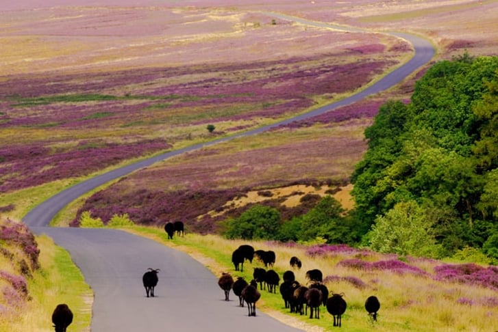 6 North York Moors & Whitby Tour 