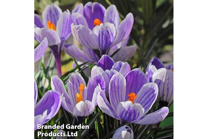 Crocus-Pic1726148081582