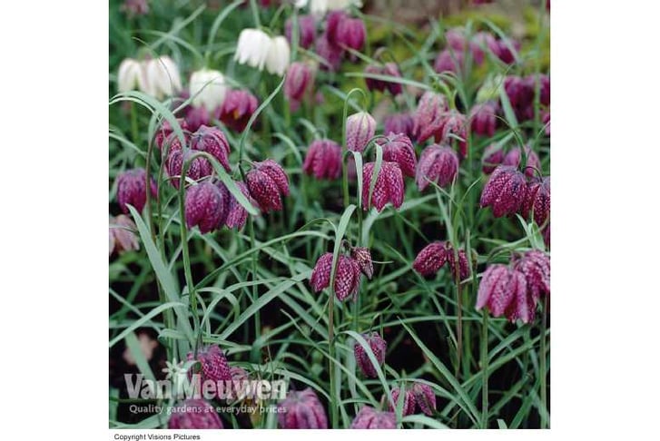 Fritillari1726148086097