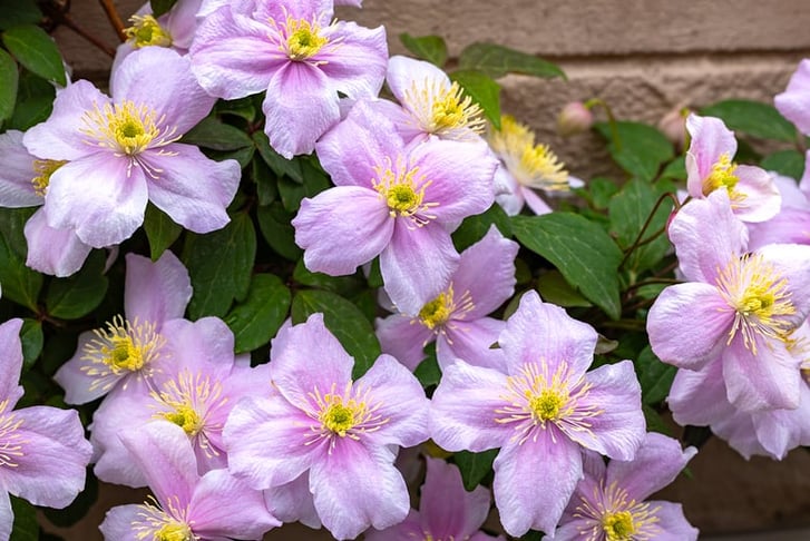 xClematis-Montana-Mayleen-1