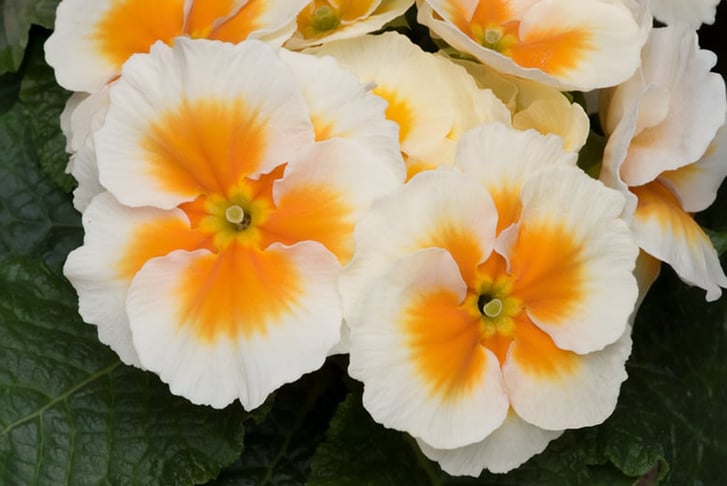 Primrose-Buttercream-15-30-Garden-Ready-Plants-4