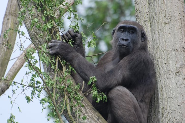 Mjukuu - Female Western Lowland Gorilla at ZSL London Zoo (c)ZSL