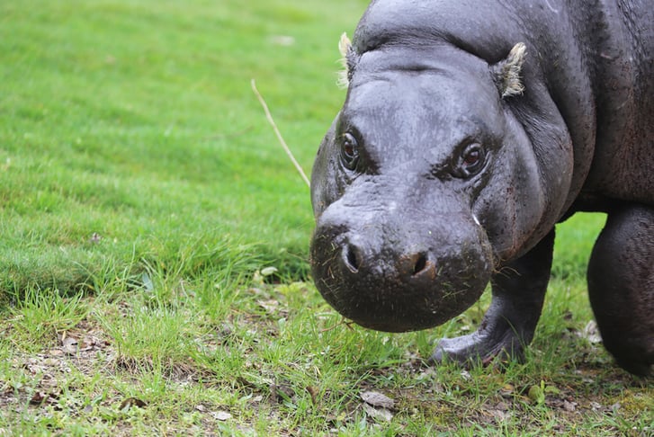 Pygmy Hippo at ZSL London Zoo  (c)ZSL