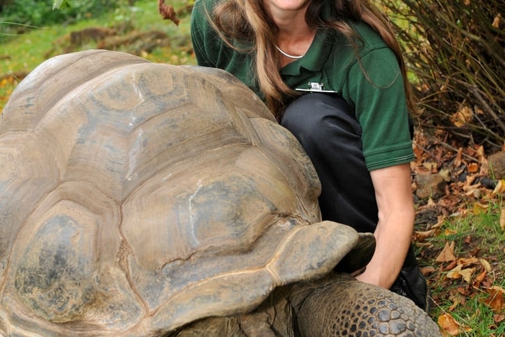 ZSL Vet Tai Strike & Galapagos tortoise (c)ZSL