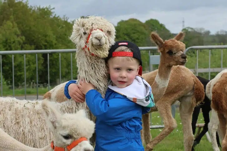 1 Hour Alpaca Experience with Hannahston Alpacas, Glasgow_4