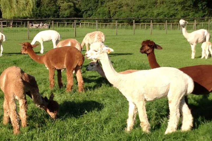 Alpaca Experience Voucher - Hampshire 