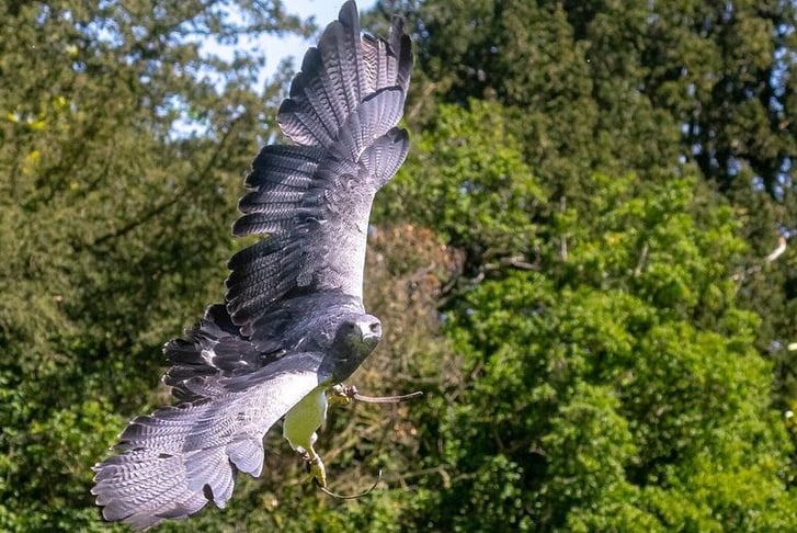 silver-chilean-blue-eagle