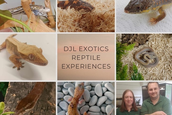 1-Hour World-Class Exclusive Reptile Experience for Up To 6