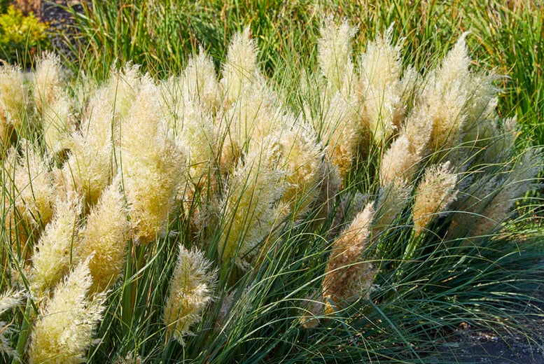 Cortaderia Tiny Pampa Grass Plant Deal - Wowcher