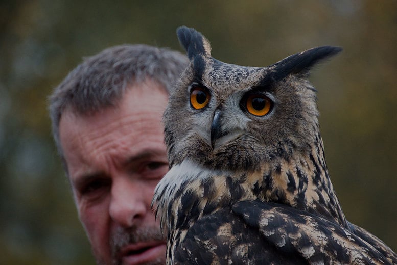 Owl Experience - 1 or 2 Hours - Holding, Flying and Feeding 