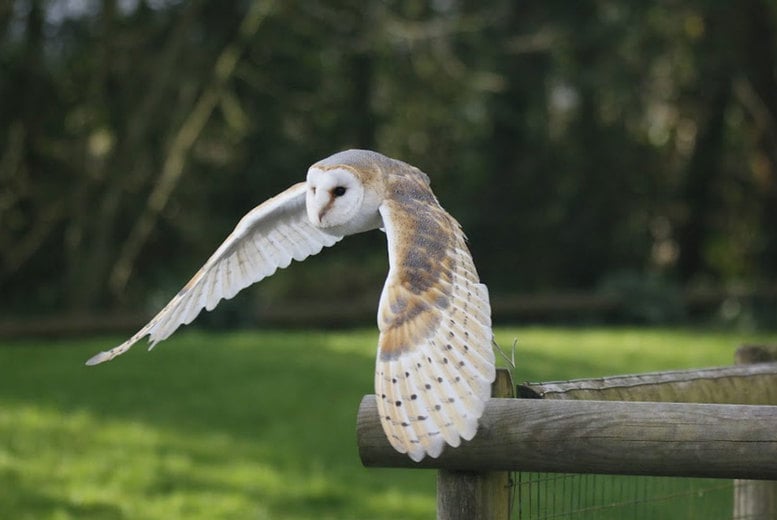 Owl Experience - 1 or 2 Hours - Holding, Flying and Feeding 