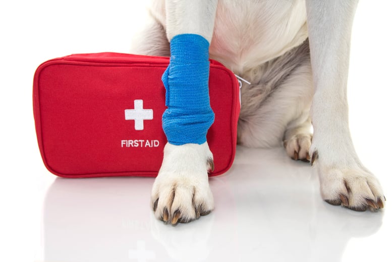 Pet first aid course 