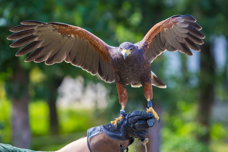 Birds Of Prey Handling Experience Deal - Newcastle - Wowcher