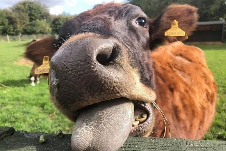Feed the Animals & Hot Drink: Stonebridge City Farm