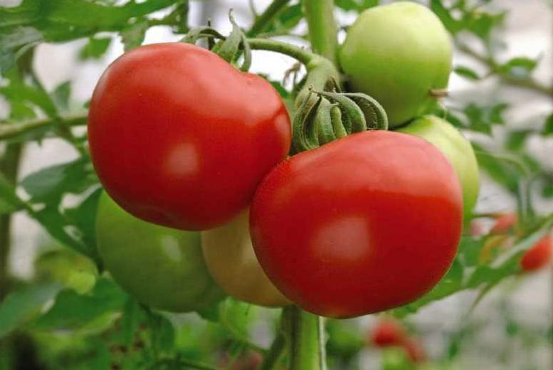 Beefsteak Tomato Super Marmande Semi Bush Garden Vegetable Seed Wowcher