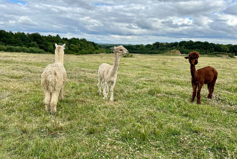 Alpaca Meet and Greet Voucher - Birmingham - Wowcher