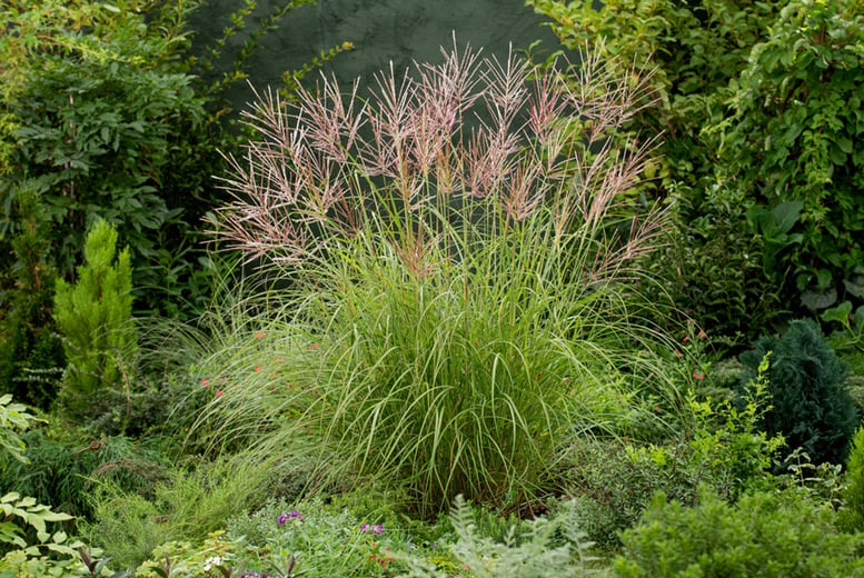Miscanthus-'Red-Chief'-grass-1