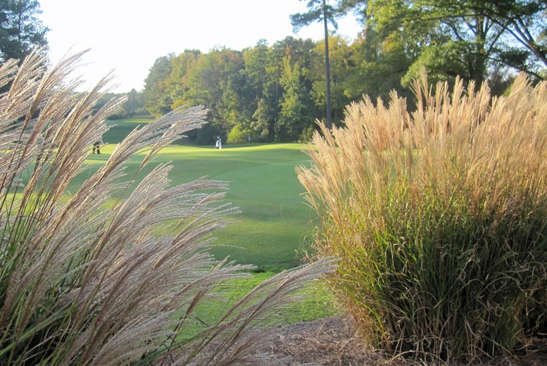 Miscanthus-'Red-Chief'-grass-9