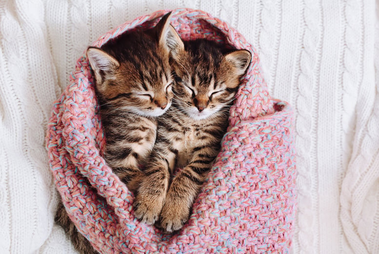 Essential Cat & Kitten Care Course