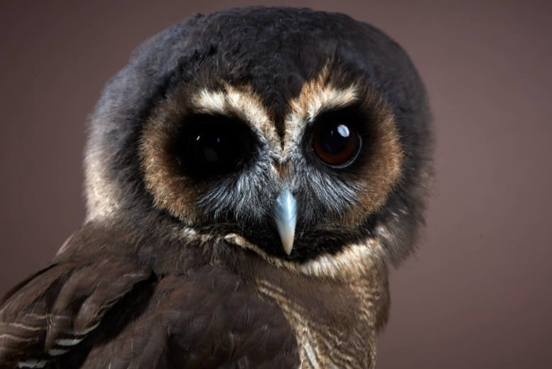 North Somerset Bird of Prey Centre