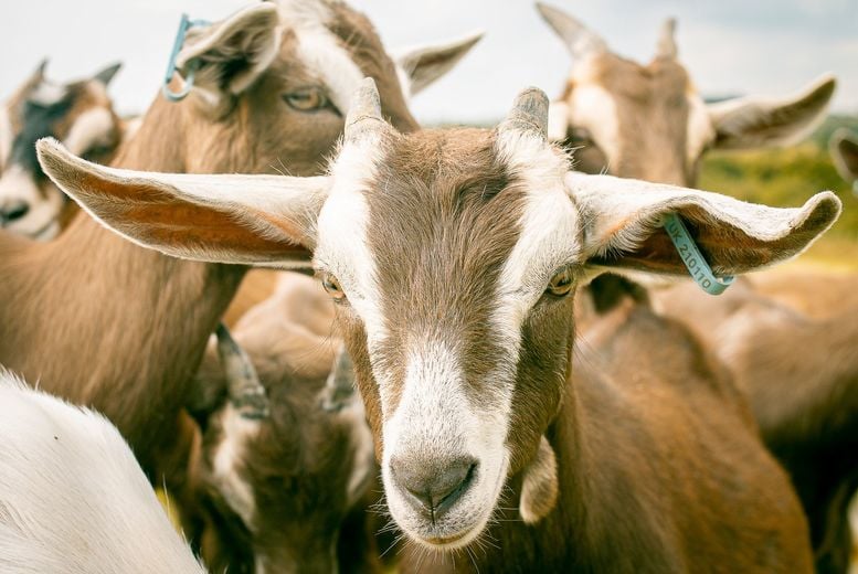 Goat Walking Experience for 2 or 4 at Gadners Goat in Leicester