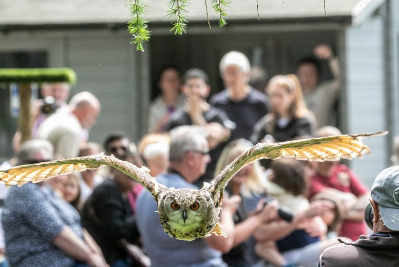 Evening Owl and Bird of Prey Experience - York Bird of Prey Centre