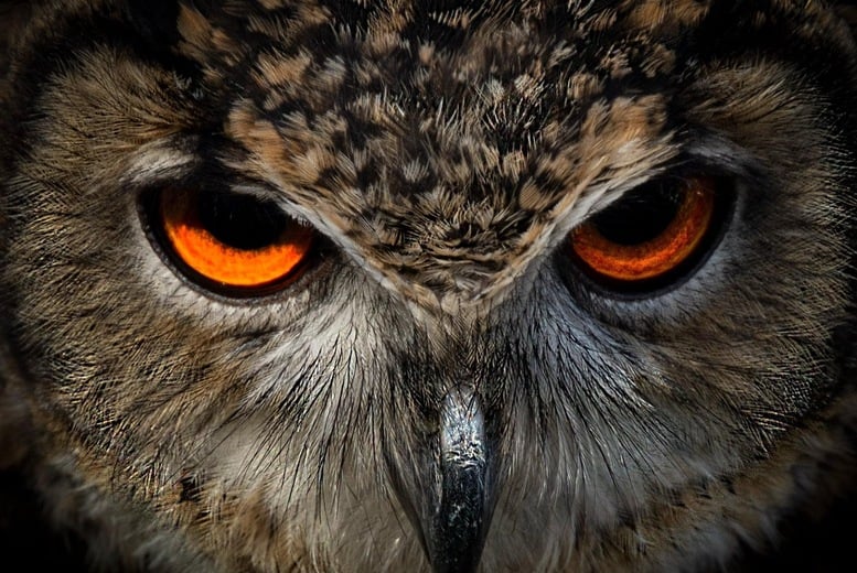 York Bird of Prey Centre