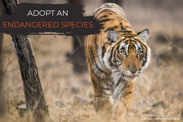Tiger Adoption – Digital Pack - Support Conservation - David Shepherd Wildlife Foundation
