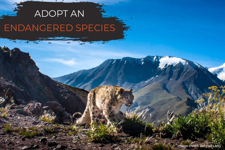 Snow Leopard Adoption – Digital Pack - Support Conservation - David Shepherd Wildlife Foundation