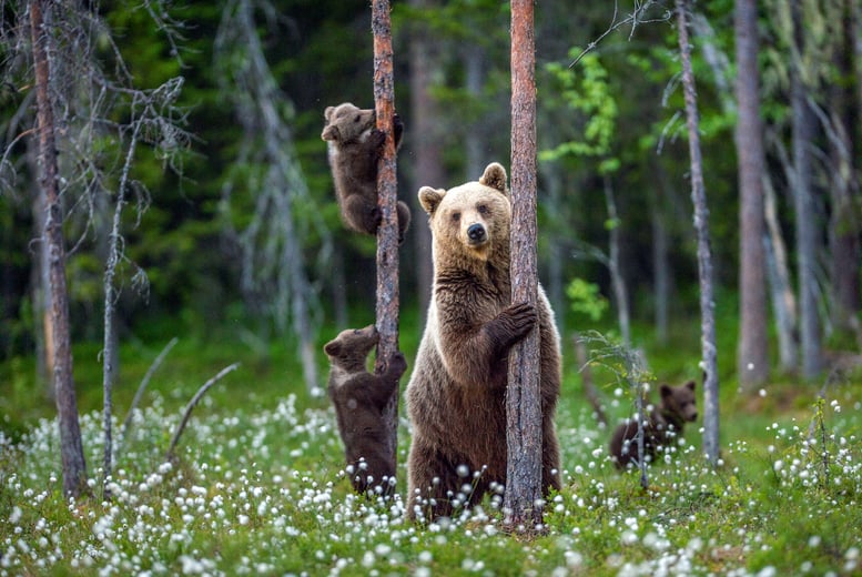Adopt a Bear Voucher