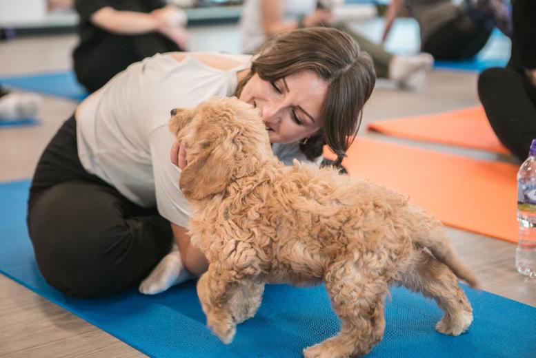Puppy Yoga for 1 or 2 - Puppy Yoga Company - London & St Albans 